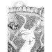 Дослідник